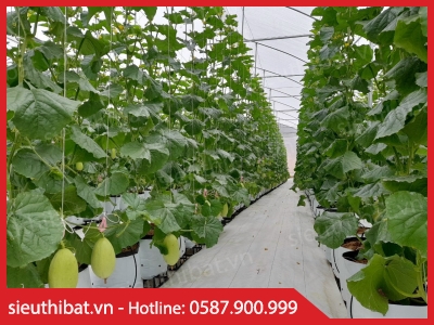Vải dệt PP trắng lót đất nhà kính, có đường định vị
